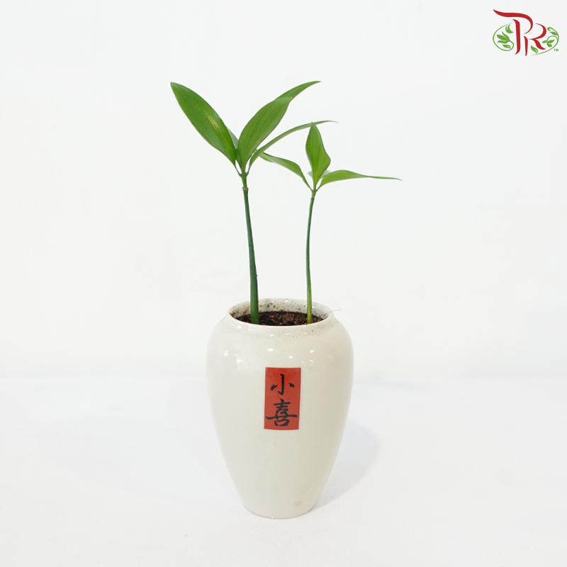 【CNY 2026】Podocarpus Nagi《青柏纳福》