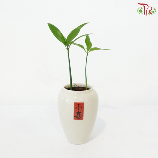 【CNY 2026】Podocarpus Nagi《青柏纳福》