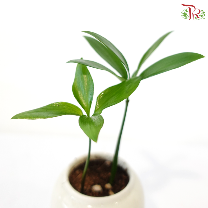 【CNY 2026】Podocarpus Nagi《青柏纳福》