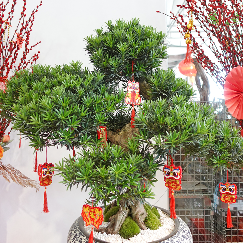 Podocarpus Double Tag Arrangement in HY400B Pot (Random Choose Plant Shape, Design & CNY Ornaments)