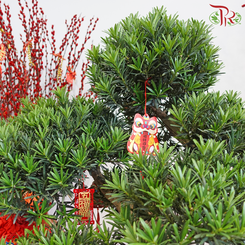 Podocarpus Double Tag Arrangement in HY400B Pot (Random Choose Plant Shape, Design & CNY Ornaments)