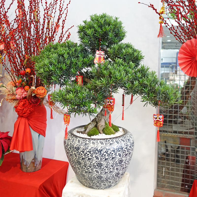 Podocarpus Double Tag Arrangement in HY400B Pot (Random Choose Plant Shape, Design & CNY Ornaments)