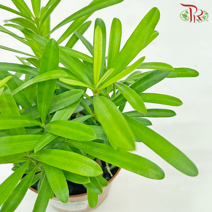 Podocarpus Seedlings《罗汉松苗》 - Pudu Ria Florist