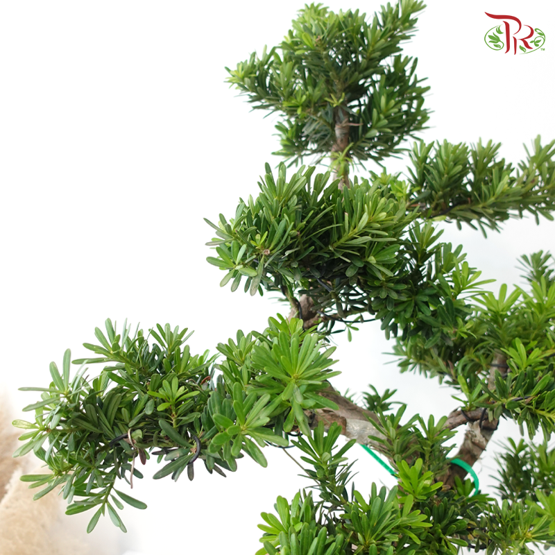 Podocarpus《菊花罗汉松》(M)