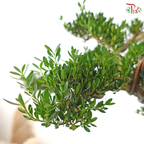 Podocarpus 菊花罗汉松 HEX POT (M)