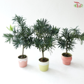 Podocarpus in Pot P80《罗汉松》（Random Choose Pot Color)