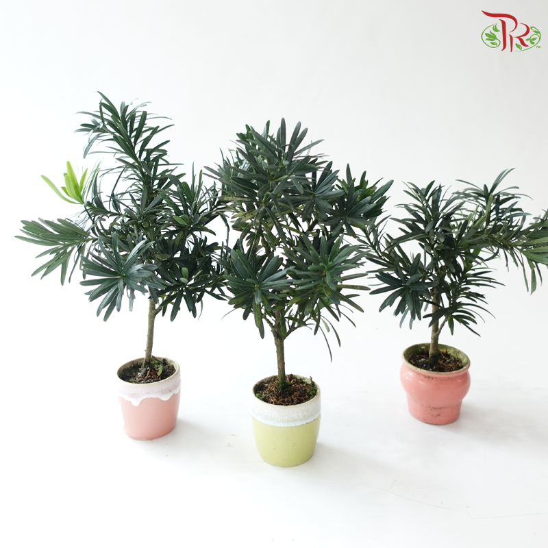 Podocarpus in Pot P80《罗汉松》（Random Choose Pot Color)