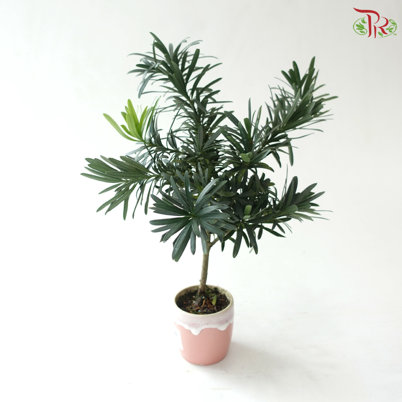 Podocarpus in Pot P80《罗汉松》（Random Choose Pot Color)
