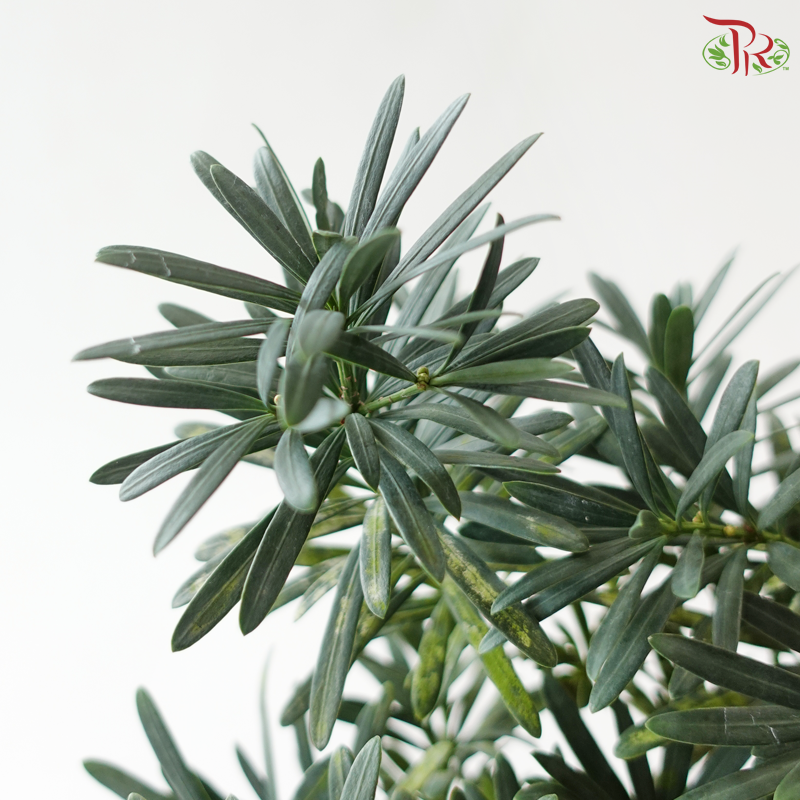 Podocarpus in Pot P80《罗汉松》（Random Choose Pot Color)