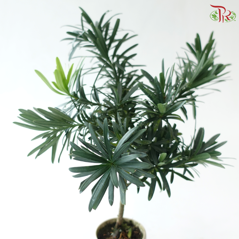 Podocarpus in Pot P80《罗汉松》（Random Choose Pot Color)