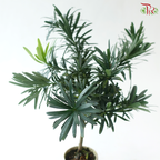 Podocarpus in Pot P80《罗汉松》（Random Choose Pot Color)