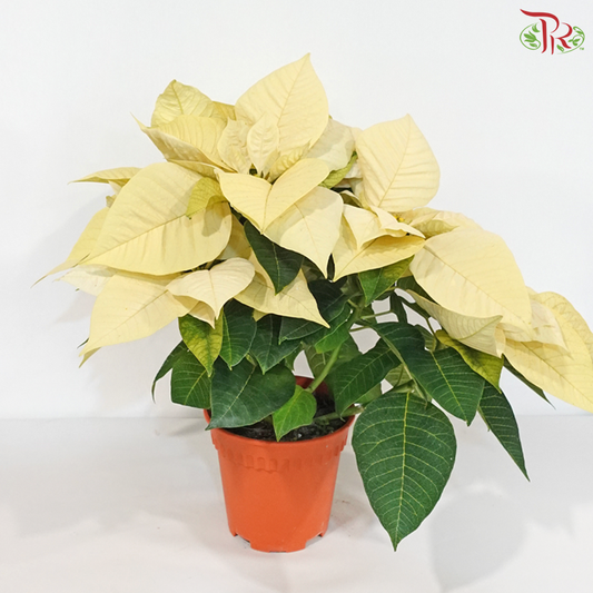 Poinsettia - Cream White《圣诞红》