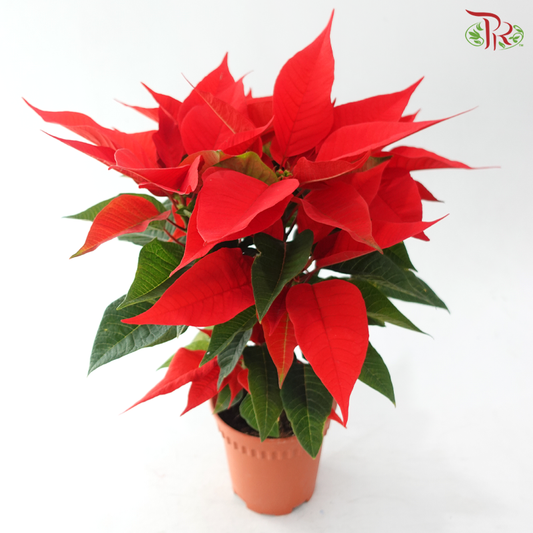 Poinsettia - Christmas Red《圣诞红》
