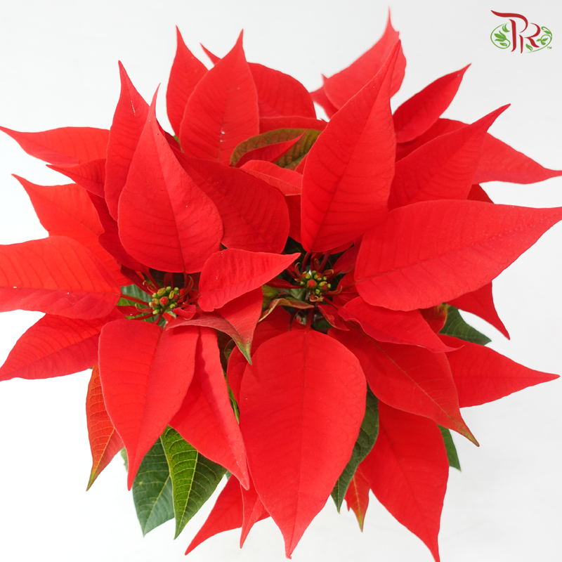 Poinsettia - Christmas Red《圣诞红》