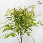 Lanthorn - White (Per Bunch)