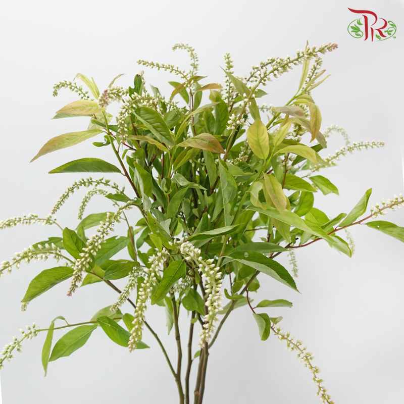 Lanthorn - White (Per Bunch)
