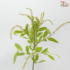 Lanthorn - White (Per Bunch)