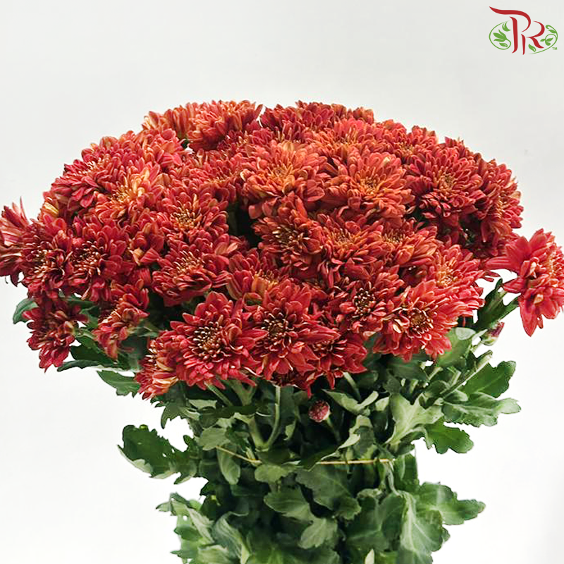 Chrysanthemum Pompom - Baltica Carmine Red (12 Stems)