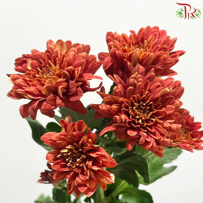 Chrysanthemum Pompom - Baltica Carmine Red (12 Stems)