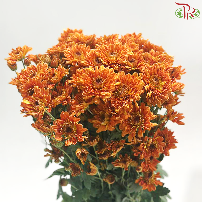 Chrysanthemum Pompom - Baltica Orange Brown (12 Stems)