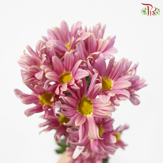 Chrysanthemum Pompom - Daisy Burnt Salmon Pink (12 Stems)