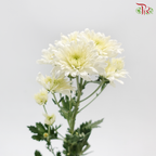 Chrysanthemum Pompom - Cream (12 Stems)