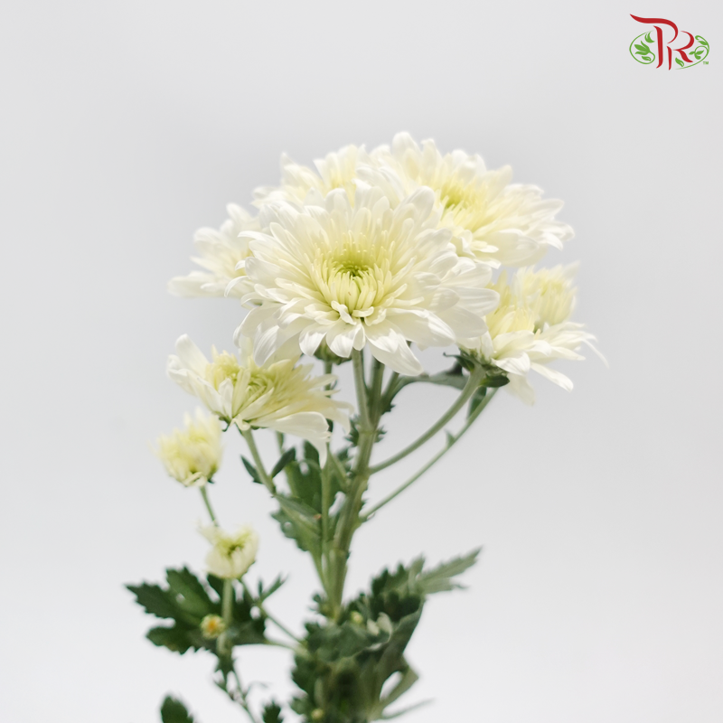 Chrysanthemum Pompom - Cream (12 Stems)
