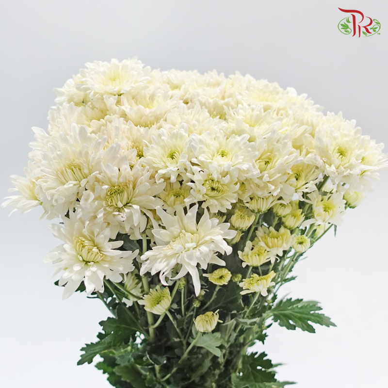 Chrysanthemum Pompom - Cream (12 Stems)