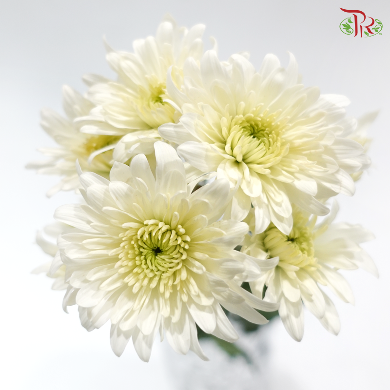Chrysanthemum Pompom - Cream (12 Stems)