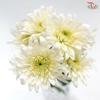 Chrysanthemum Pompom - Cream (12 Stems)