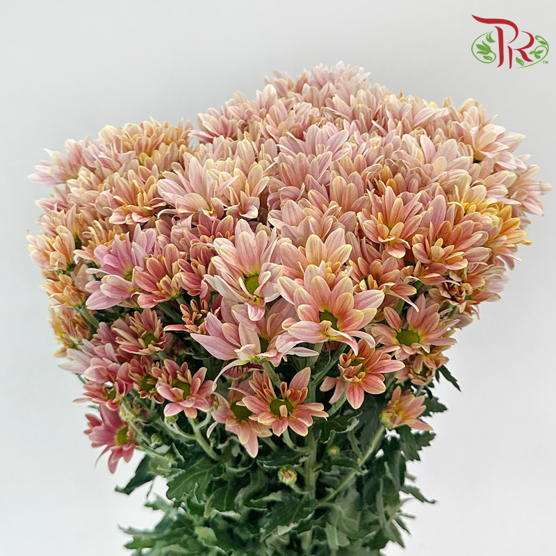 Chrysanthemum Pompom - Daisy Champagne (12 Stems)
