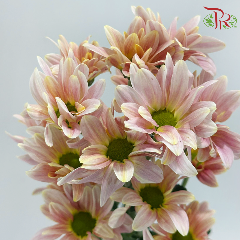 Chrysanthemum Pompom - Daisy Champagne (12 Stems)