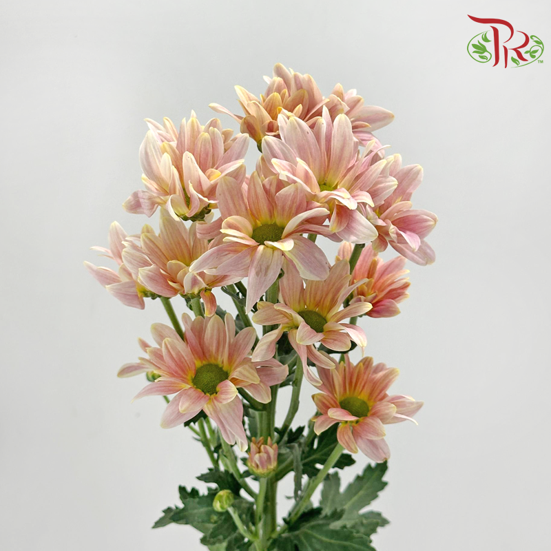 Chrysanthemum Pompom - Daisy Champagne (12 Stems)