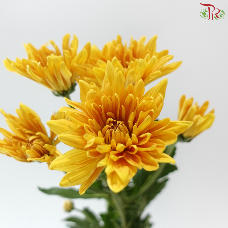 Chrysanthemum Pompom - Mustard Gold (12 Stems)