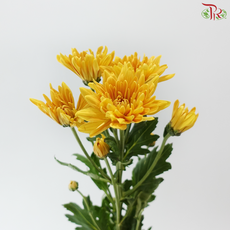 Chrysanthemum Pompom - Mustard Gold (12 Stems)