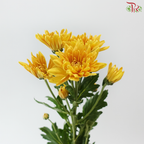 Chrysanthemum Pompom - Mustard Gold (12 Stems)