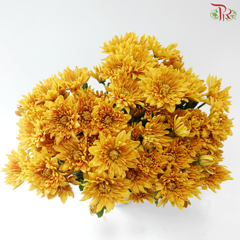 Chrysanthemum Pompom - Mustard Gold (12 Stems)