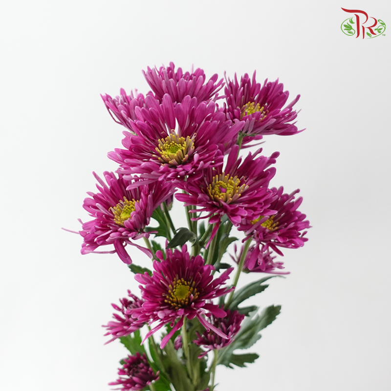 Chrysanthemum Pom Pom - Spider Purple (12 Stems)