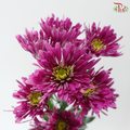Chrysanthemum Pom Pom - Spider Purple (12 Stems)
