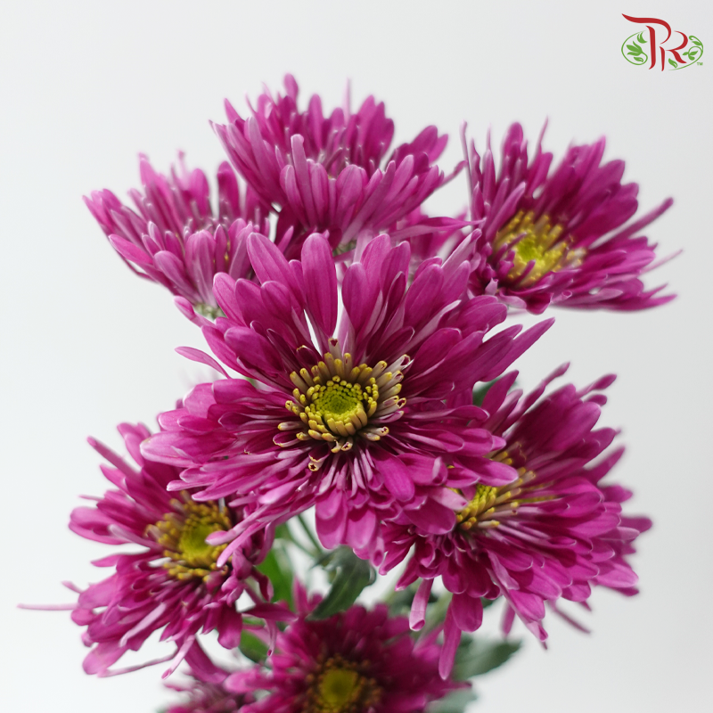 Chrysanthemum Pom Pom - Spider Purple (12 Stems)