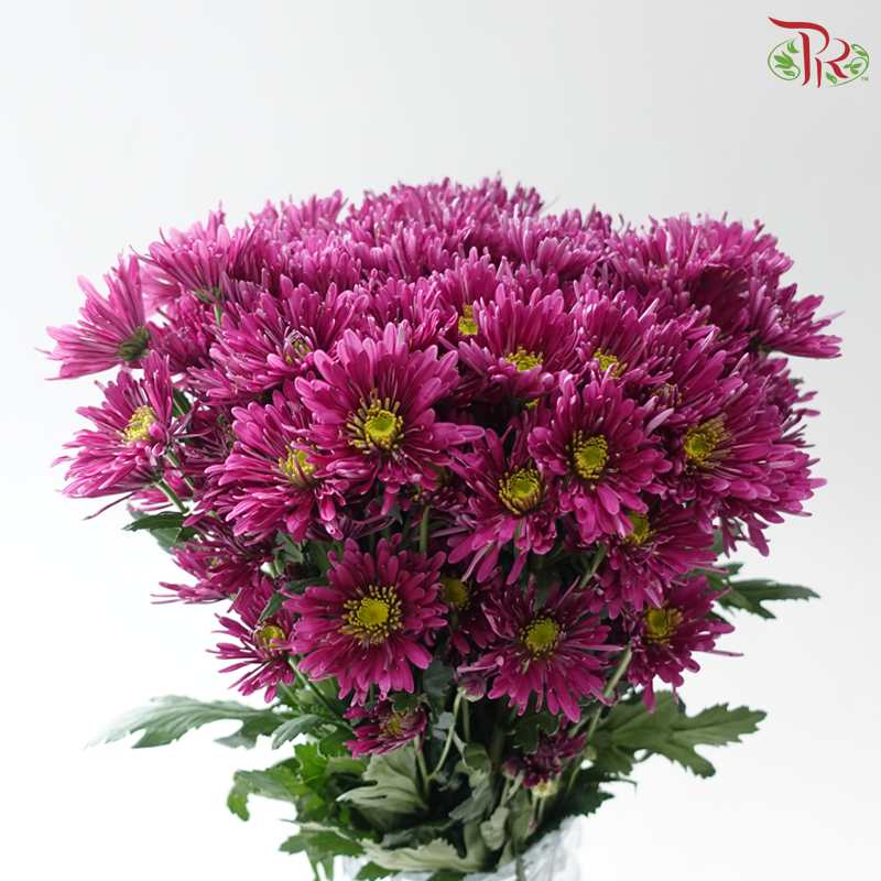 Chrysanthemum Pom Pom - Spider Purple (12 Stems)