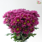 Chrysanthemum Pom Pom - Spider Purple (12 Stems)