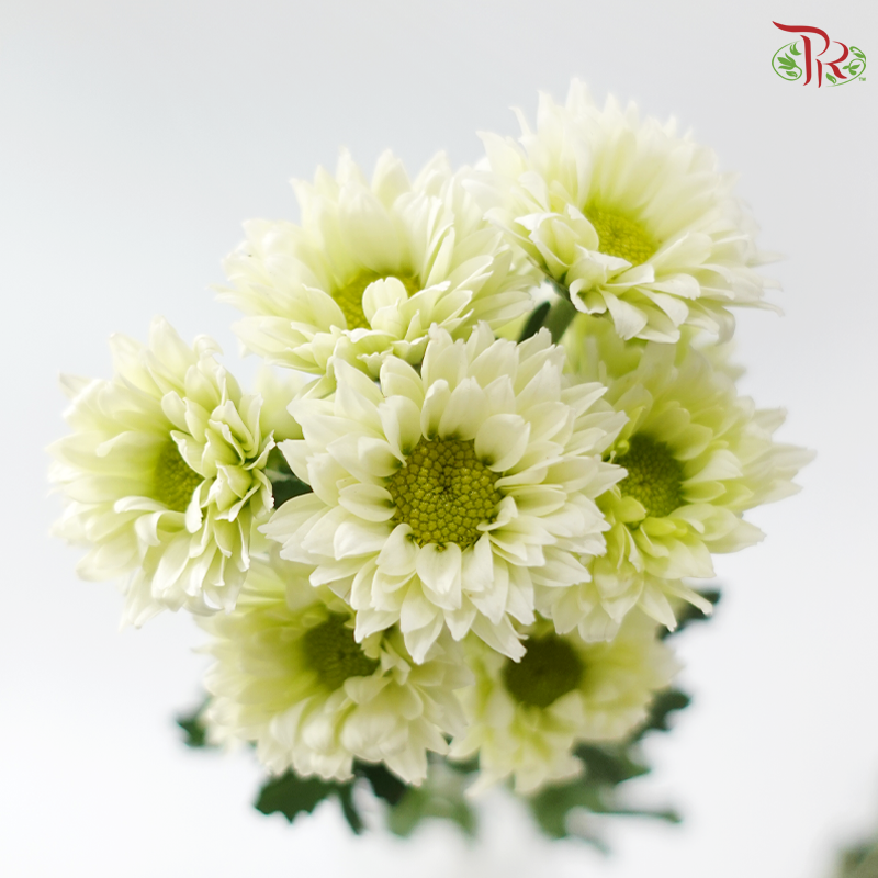 Chrysanthemum Pom Pom - Sunny Green (12-14 Stems)