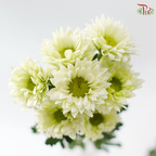 Chrysanthemum Pom Pom - Sunny Green (12-14 Stems)