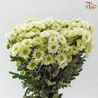 Chrysanthemum Pom Pom - Sunny Green (12-14 Stems)
