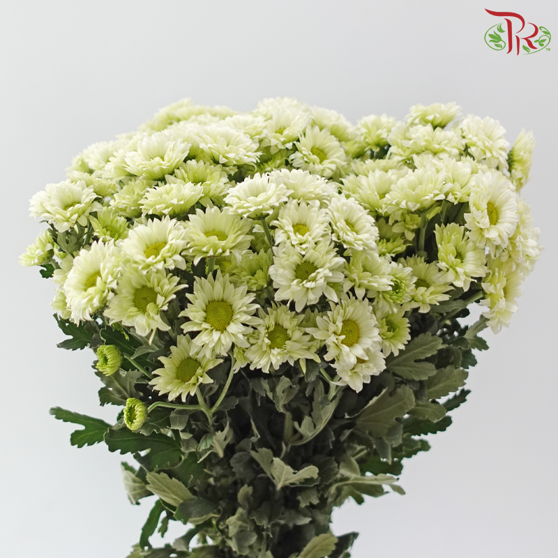 Chrysanthemum Pom Pom - Sunny Green (12-14 Stems)