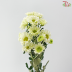 Chrysanthemum Pom Pom - Sunny Green (12-14 Stems)