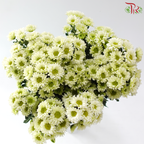 Chrysanthemum Pom Pom - Sunny Green (12-14 Stems)