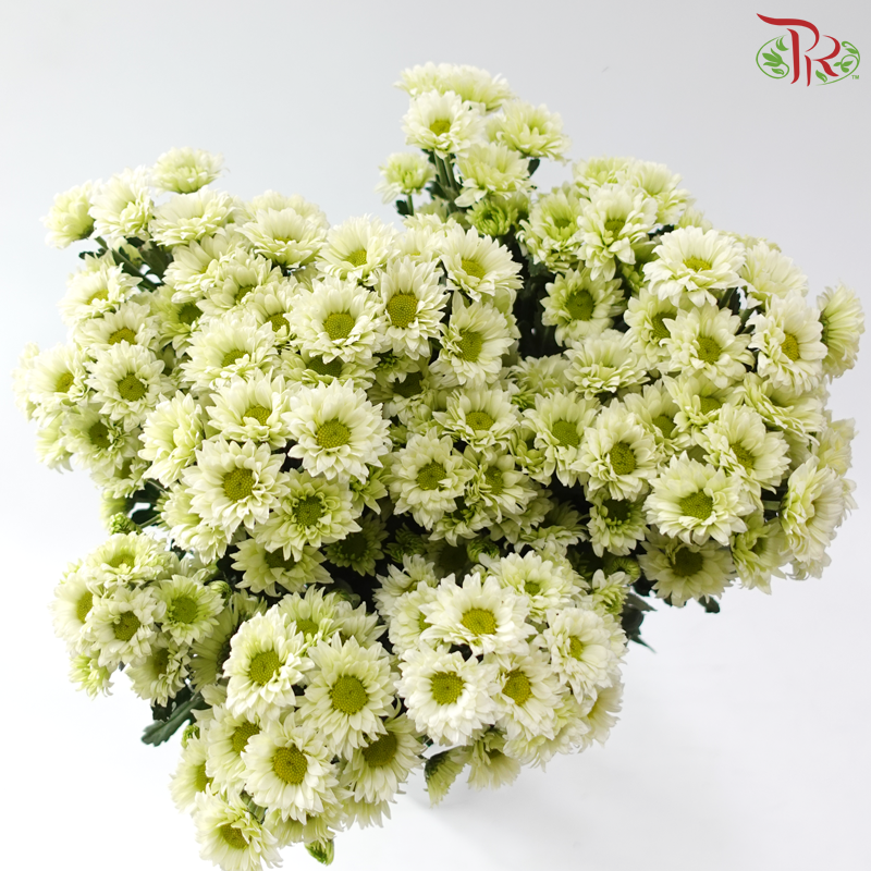 Chrysanthemum Pom Pom - Sunny Green (12-14 Stems)