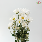 Chrysanthemum Pompom - Daisy Mammoth White (12 Stems)